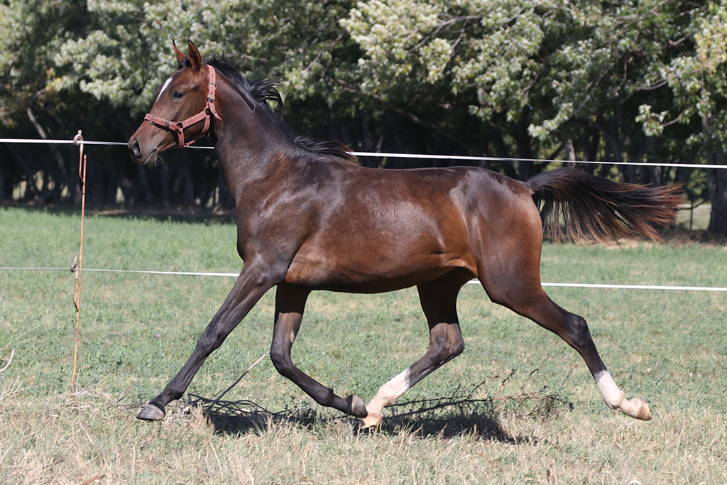 RO Sombra