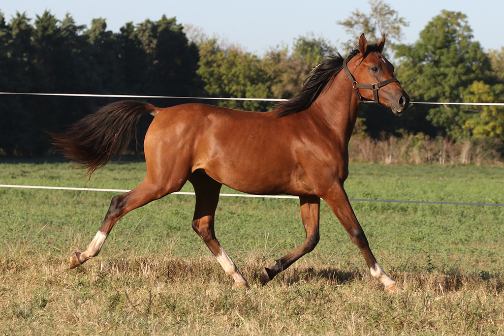 RO Cognac