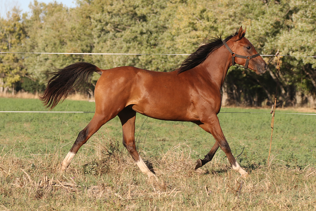 RO Cognac